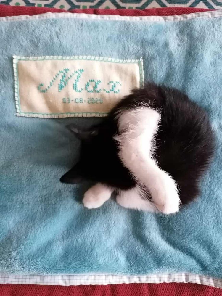 Max can relax if he wants to