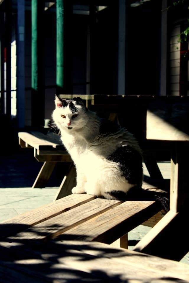 Meet Spotty called Tippy in real life
