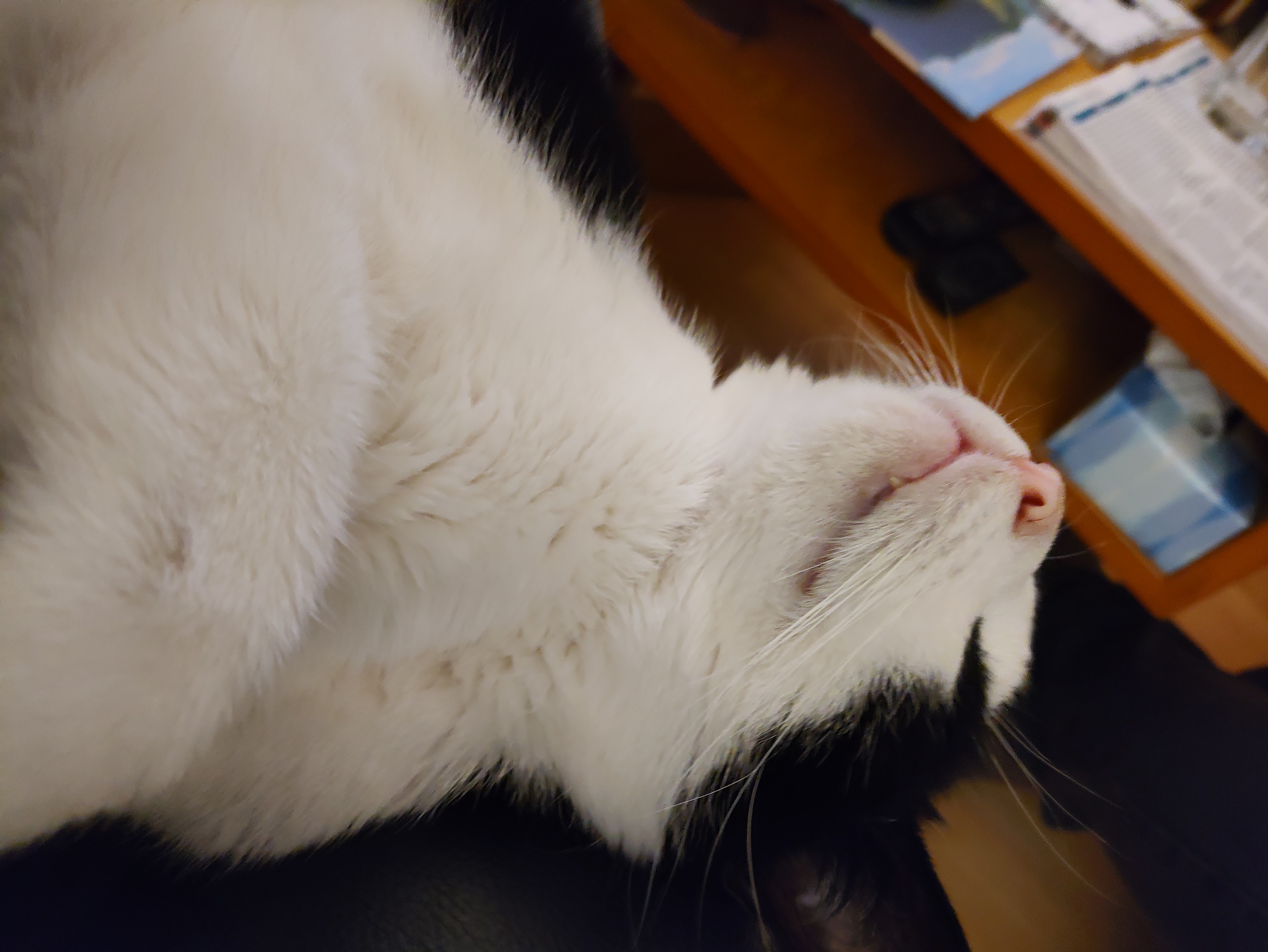 White cats lucky?