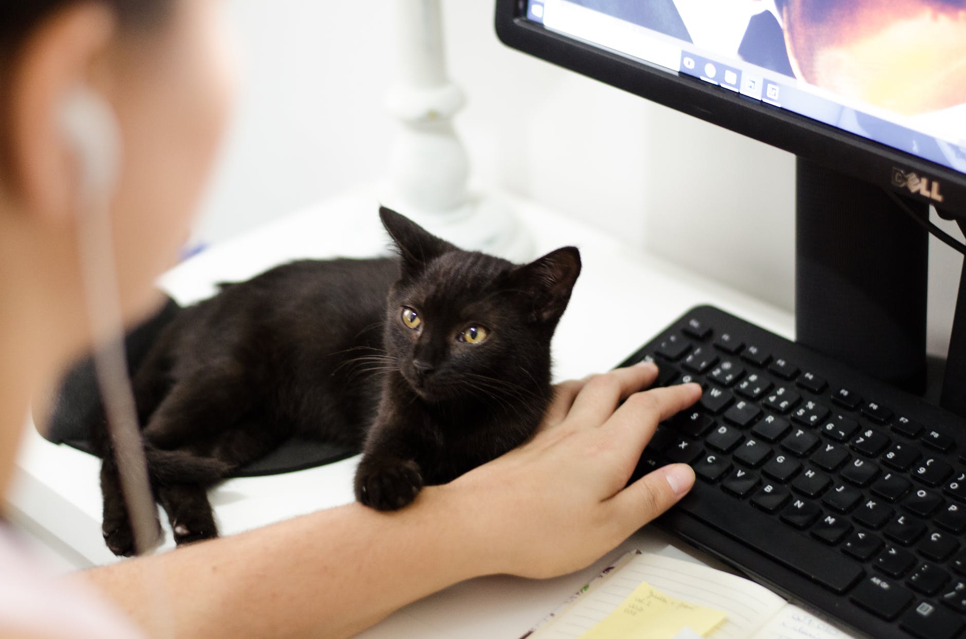 Black cats are so gorgeous