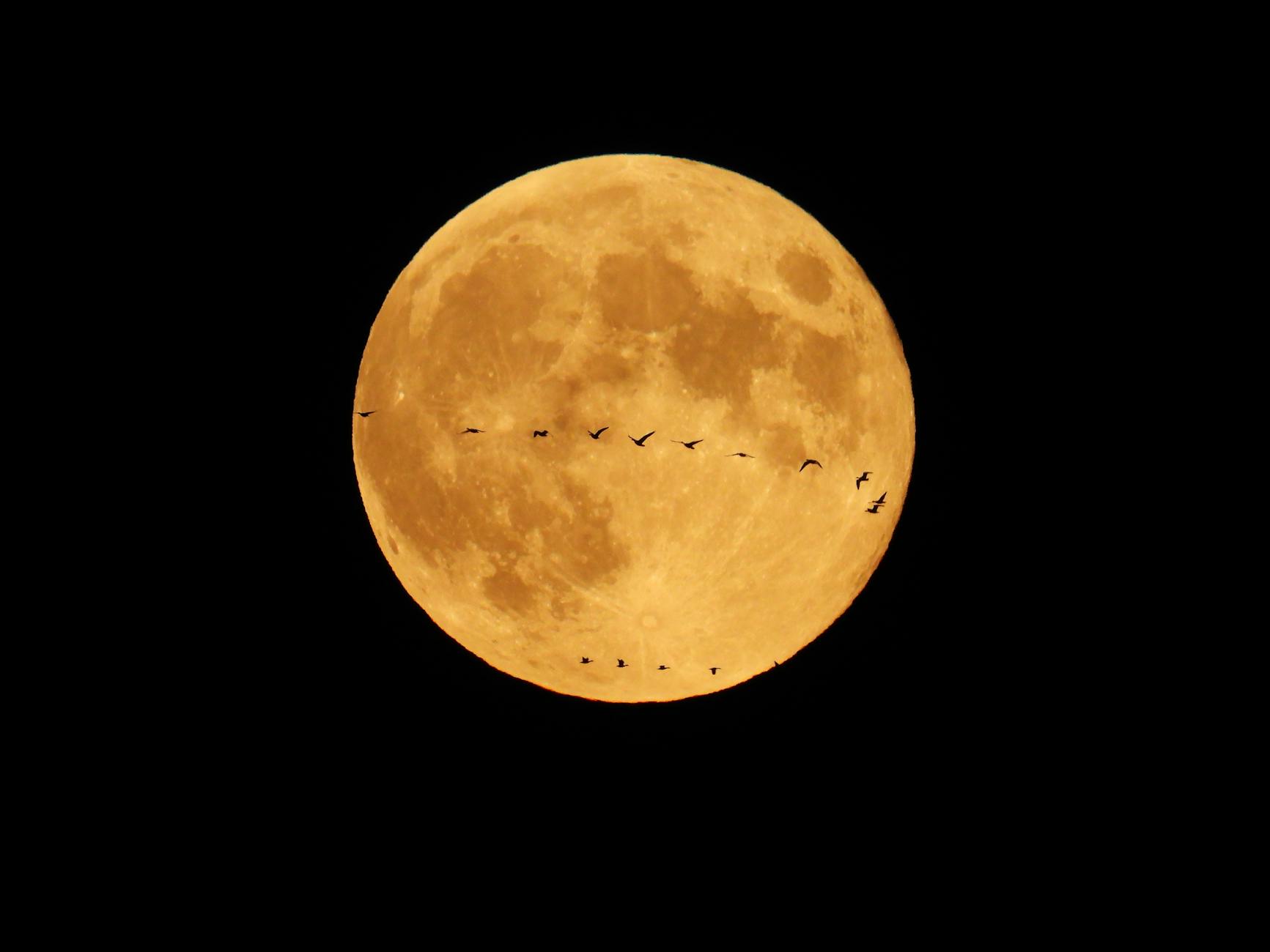 Fly, birds, fly…
